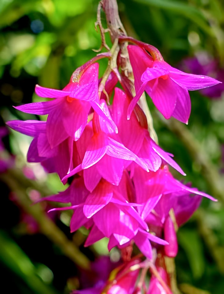 Dendrobium goldschmidtianum - Marie Selby Botanical Gardens - Sarasota, Florida - DSC01007 - cropped