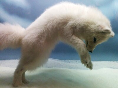 Cute puppy white