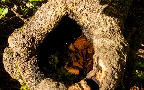 Dendrotelm in Rotbuche