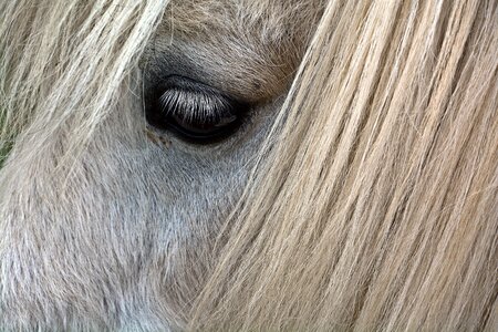 Eye animal mane