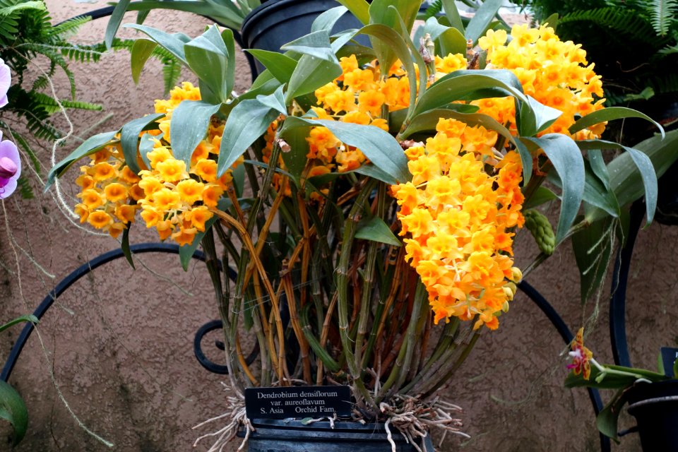 Dendrobium densiflorum var. aureoflavum - Longwood Gardens - DSC01194