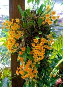 Dendrobium lindleyi - Marie Selby Botanical Gardens - Sarasota, Florida - DSC00861