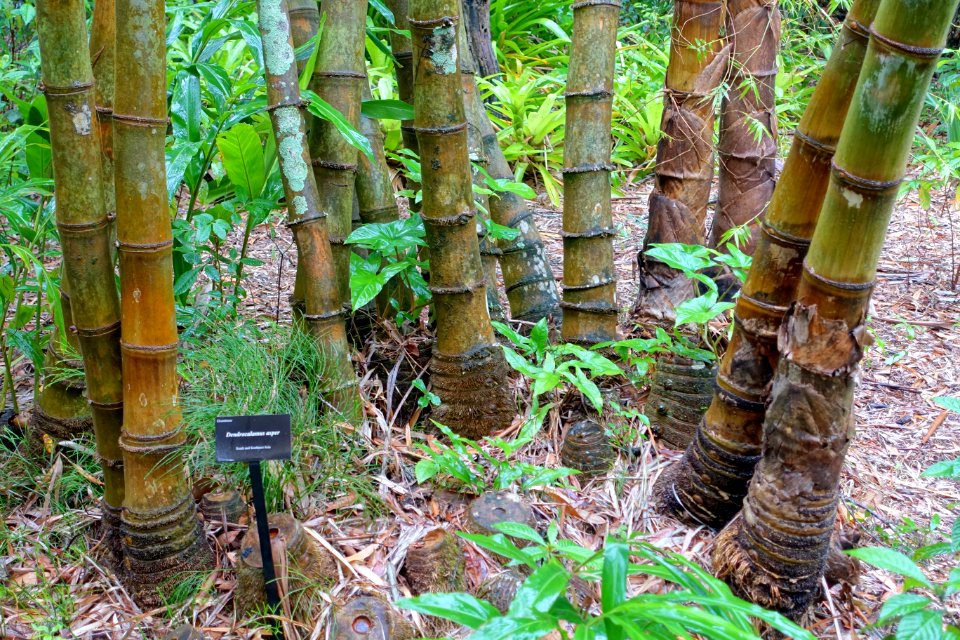 Dendrocalamus asper - McKee Botanical Garden - Vero Beach, Florida - DSC03214