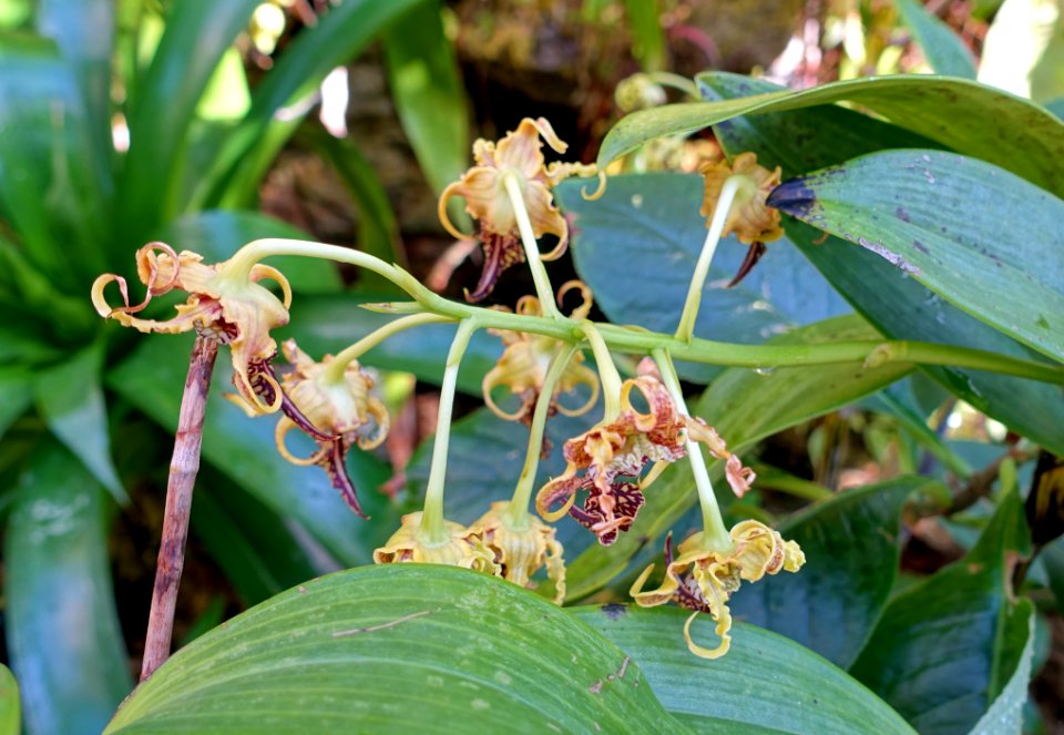 Dendrobium spectabile - Marie Selby Botanical Gardens - Sarasota, Florida - DSC00954