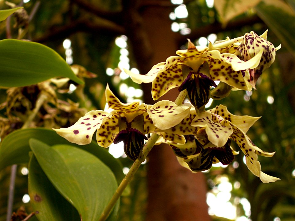 Dendrobium atroviolaceum, 2015-03-13, Phipps Conservatory