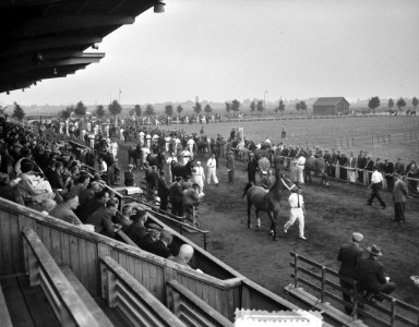 Den Bosch 25 jaar veemarkt paardenkeuring, Bestanddeelnr 907-8919