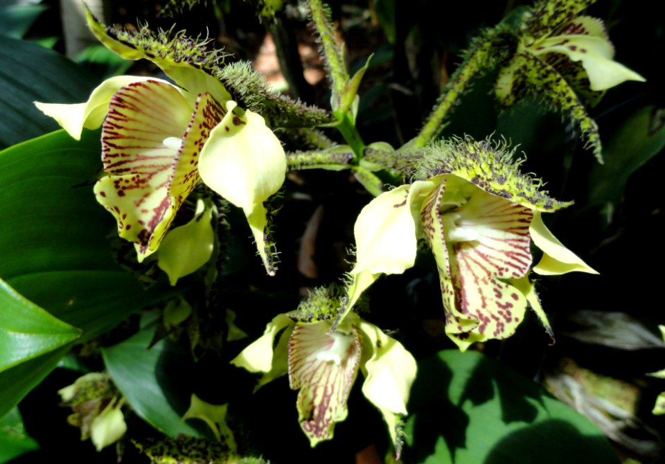 Dendrobium finisterrae - United States Botanic Garden - DSC09573