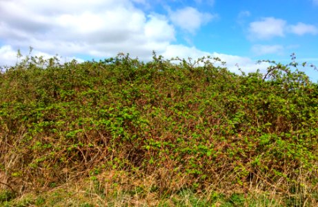 Dense blackberry shrublands