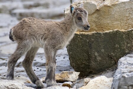 Steenbok baby animal photo