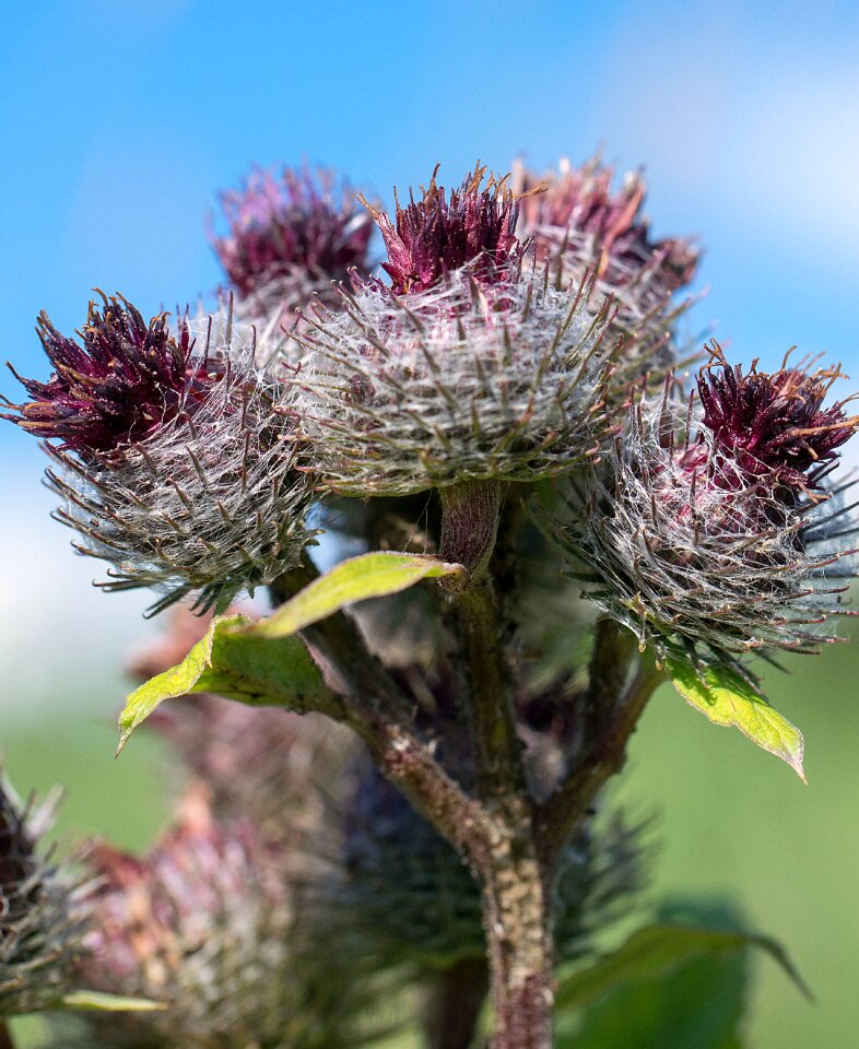 Flower nature thorny