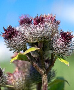 Flower nature thorny
