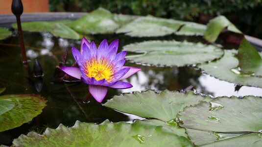 Water lilies nature purple flowers