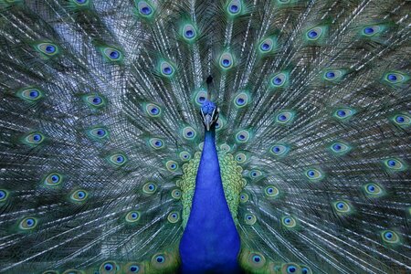 Zoo feather plumage