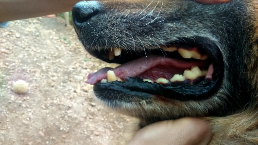 DentalAbrasion photo