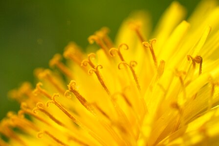 Bloom yellow macro photo