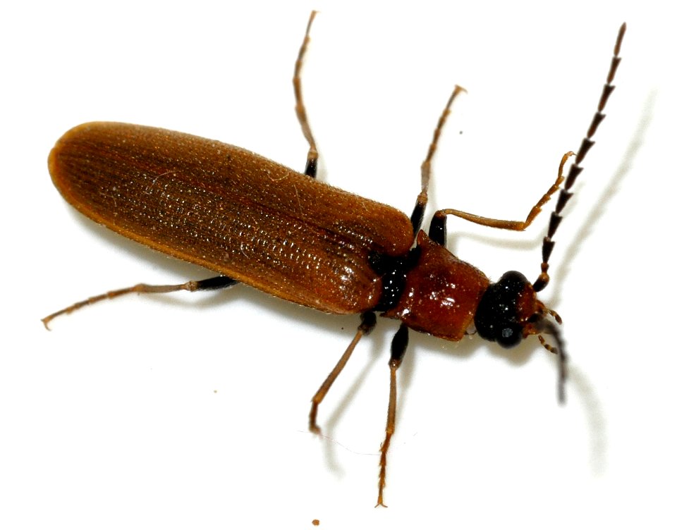 Denticollis-linearis-10-fws