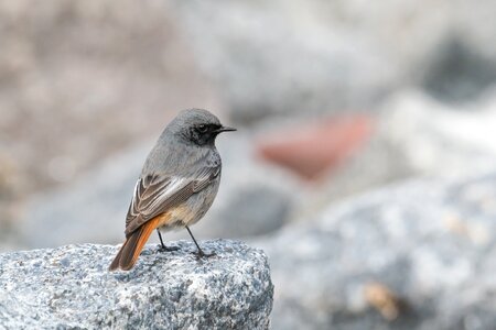 Grey songbird small photo