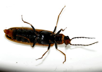 Denticollis-linearis-05-fws