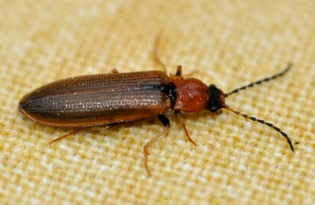 Denticollis-linearis-03-fws