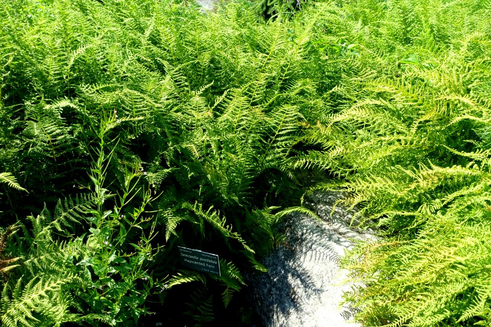 Dennstaedtia punctilobula - Coastal Maine Botanical Gardens - DSC03222