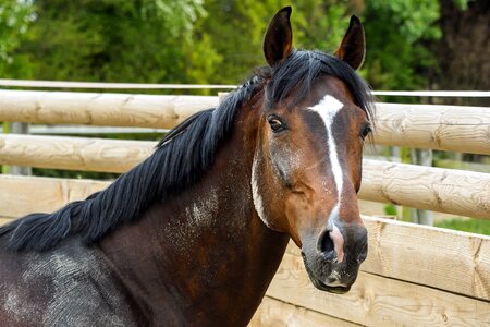 Horse bai portrait