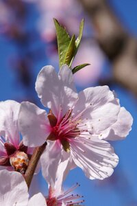 Gimmeldingen spring blossom