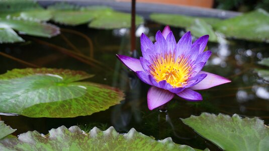 Water lilies nature purple flowers photo
