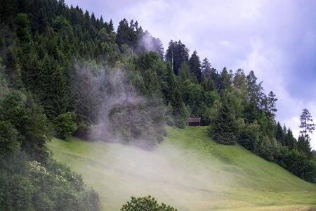 Mountain meadow trees conifers