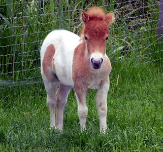 Dwarf pony horse baby sweet