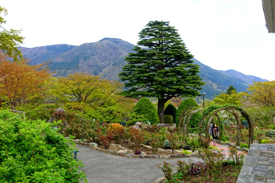 Deodar cedar - Gora Park - Hakone, Kanagawa, Japan - DSC08407