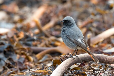 Tang seaweed migratory bird photo