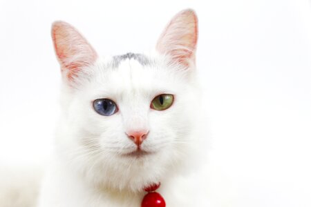 Different colored eyes cytochemistry indexes pets
