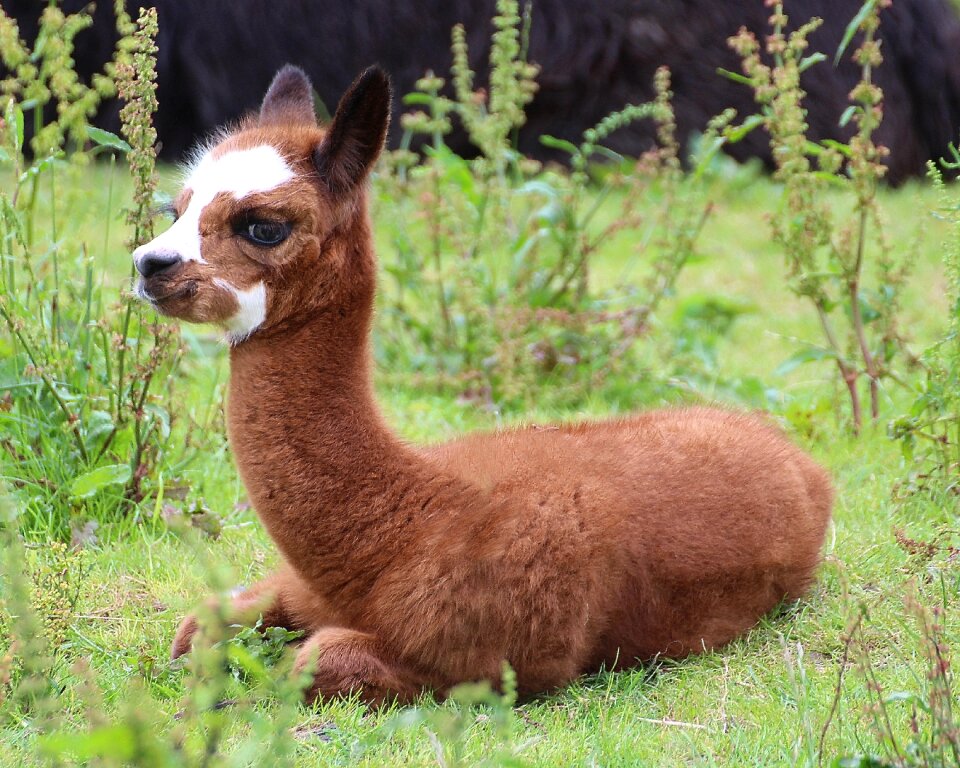 Andes domesticated camel form