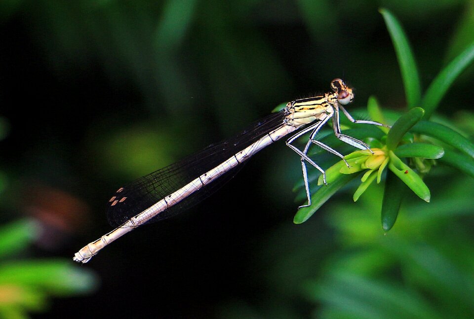 Eye creature abdomen