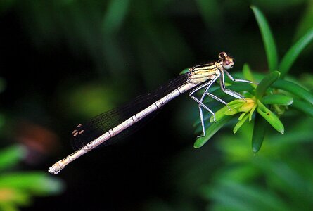 Eye creature abdomen photo