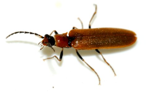 Denticollis-linearis-08-fws