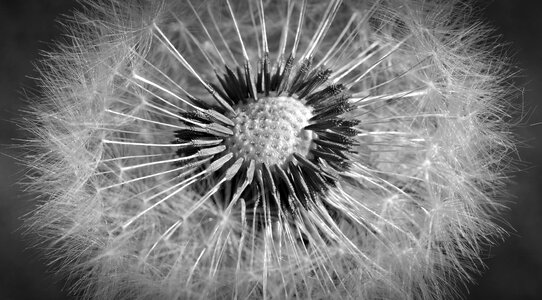 Black white blossom bloom