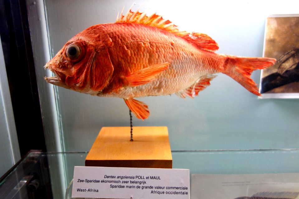 Dentex angolensis, view 1 - Royal Museum for Central Africa - DSC06840