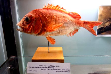 Dentex angolensis, view 1 - Royal Museum for Central Africa - DSC06840
