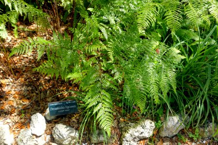 Dennstaedtia bipinnata - Marie Selby Botanical Gardens - Sarasota, Florida - DSC01578