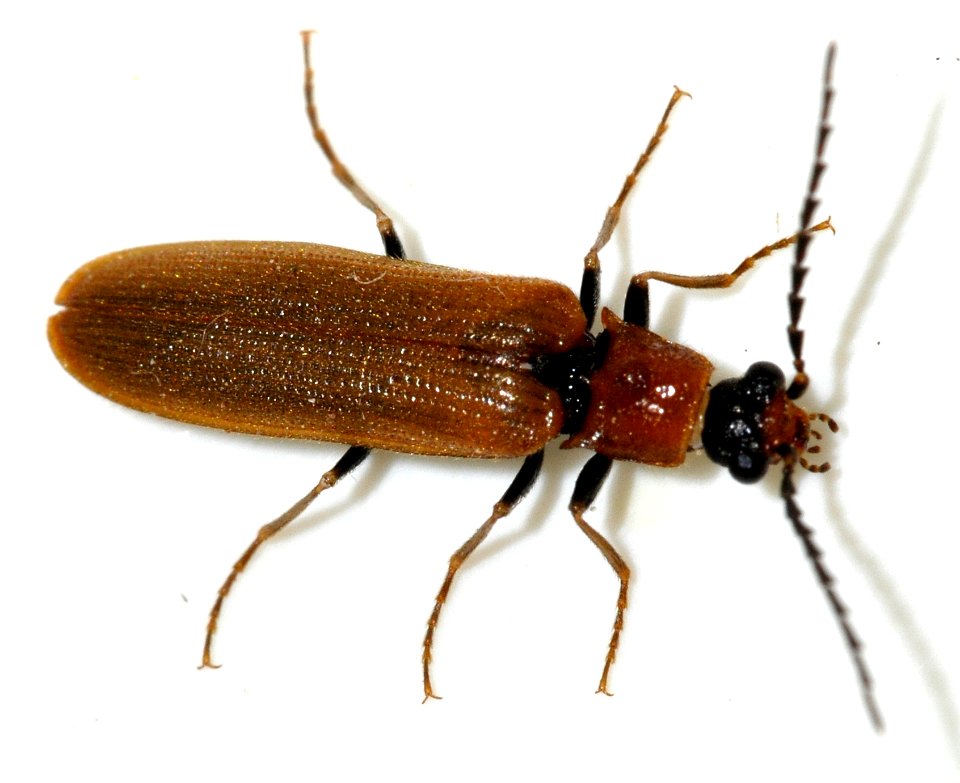 Denticollis-linearis-04-fws
