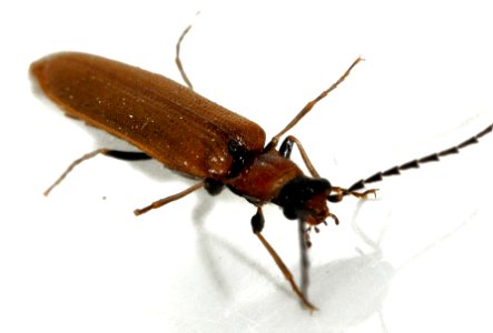 Denticollis-linearis-11-fws