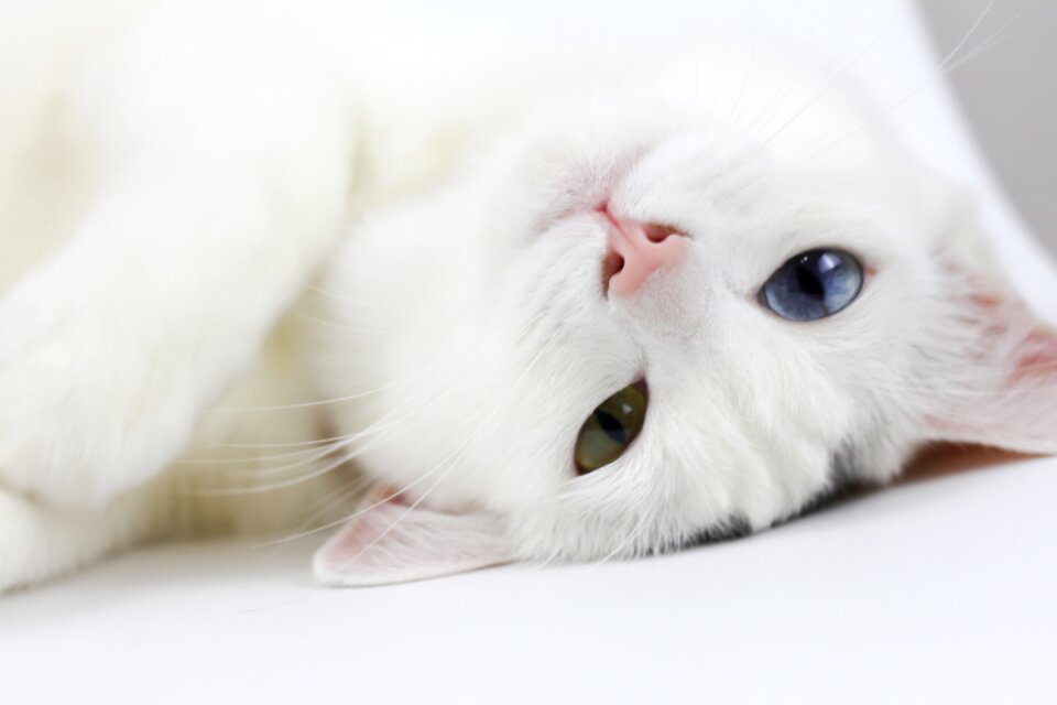 Pets lazy different colored eyes