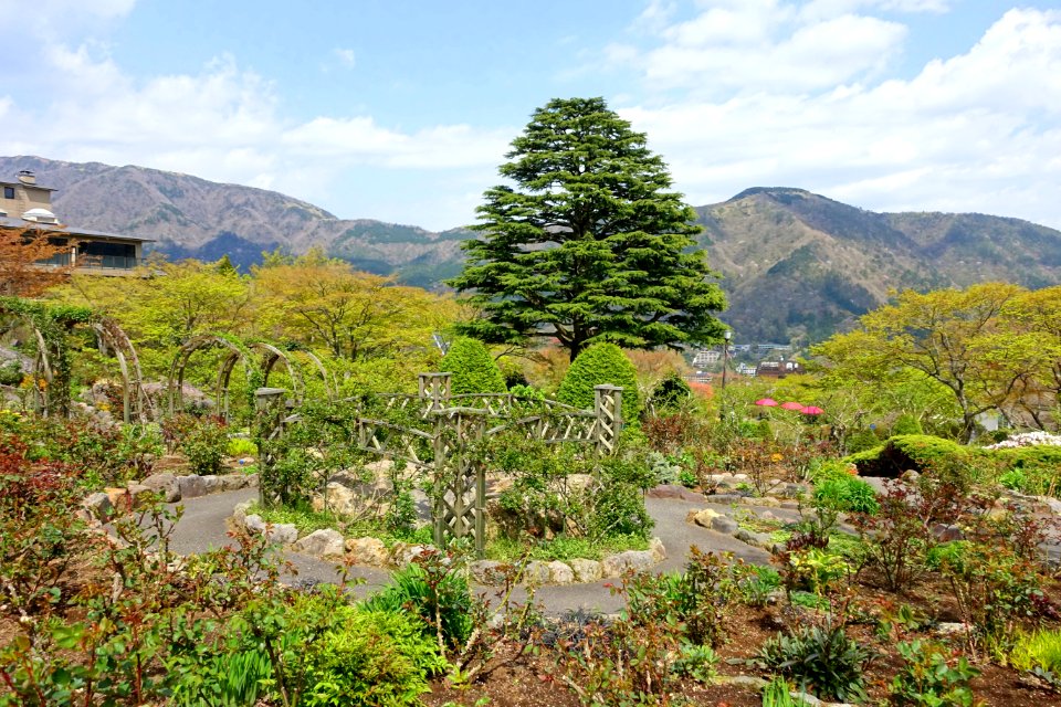 Deodar cedar - Gora Park - Hakone, Kanagawa, Japan - DSC08427