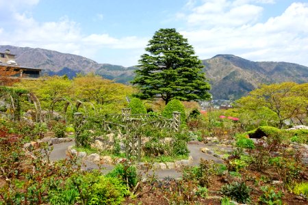 Deodar cedar - Gora Park - Hakone, Kanagawa, Japan - DSC08427
