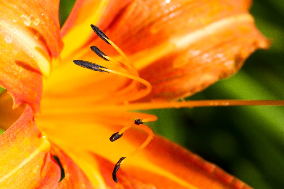 Flower plant nature
