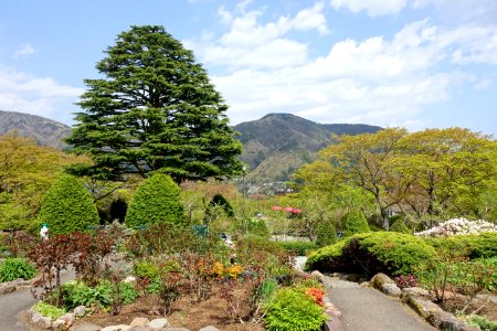 Deodar cedar - Gora Park - Hakone, Kanagawa, Japan - DSC08425