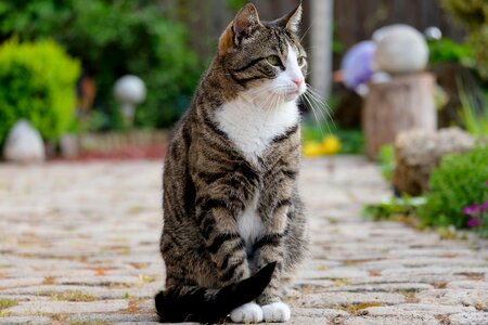 Animal view pose