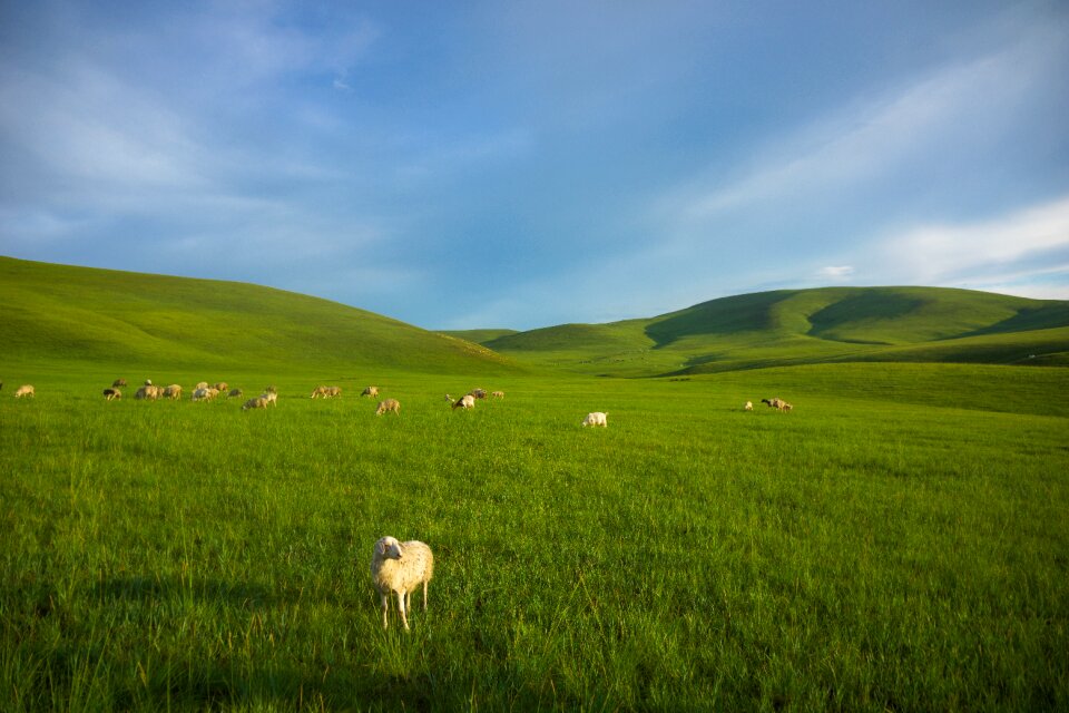 Prairie sheep inner mongolia