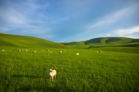 Prairie sheep inner mongolia photo